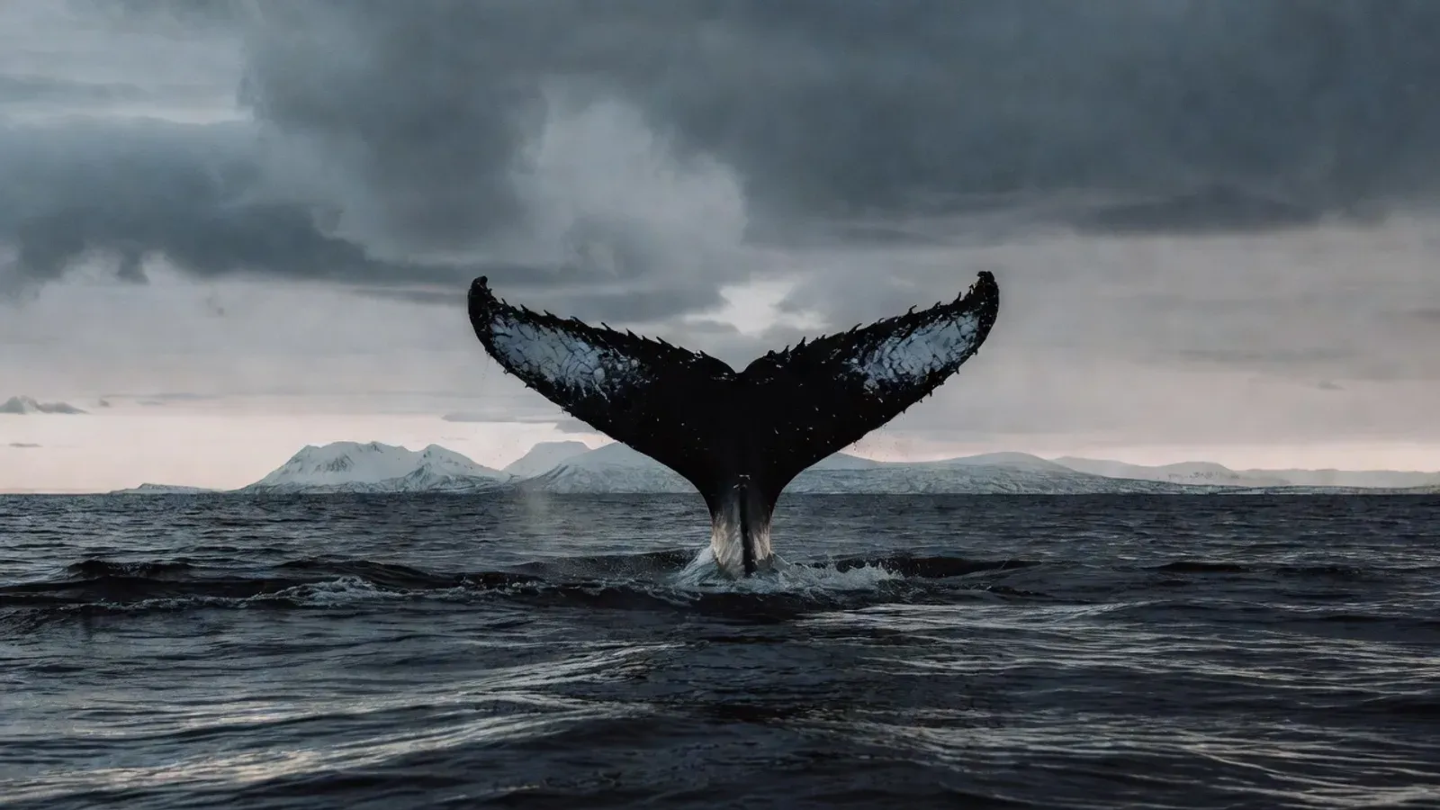 Aerial view of humpback whales and dolphins in Hawaiian waters on Maui whale watching tours