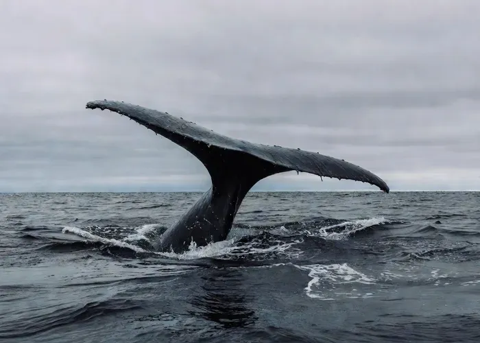 Whale watching boat in Andenes, Norway — passengers in insulated mid-layers and waterproof outer jackets for cold Norwegian Sea conditions
