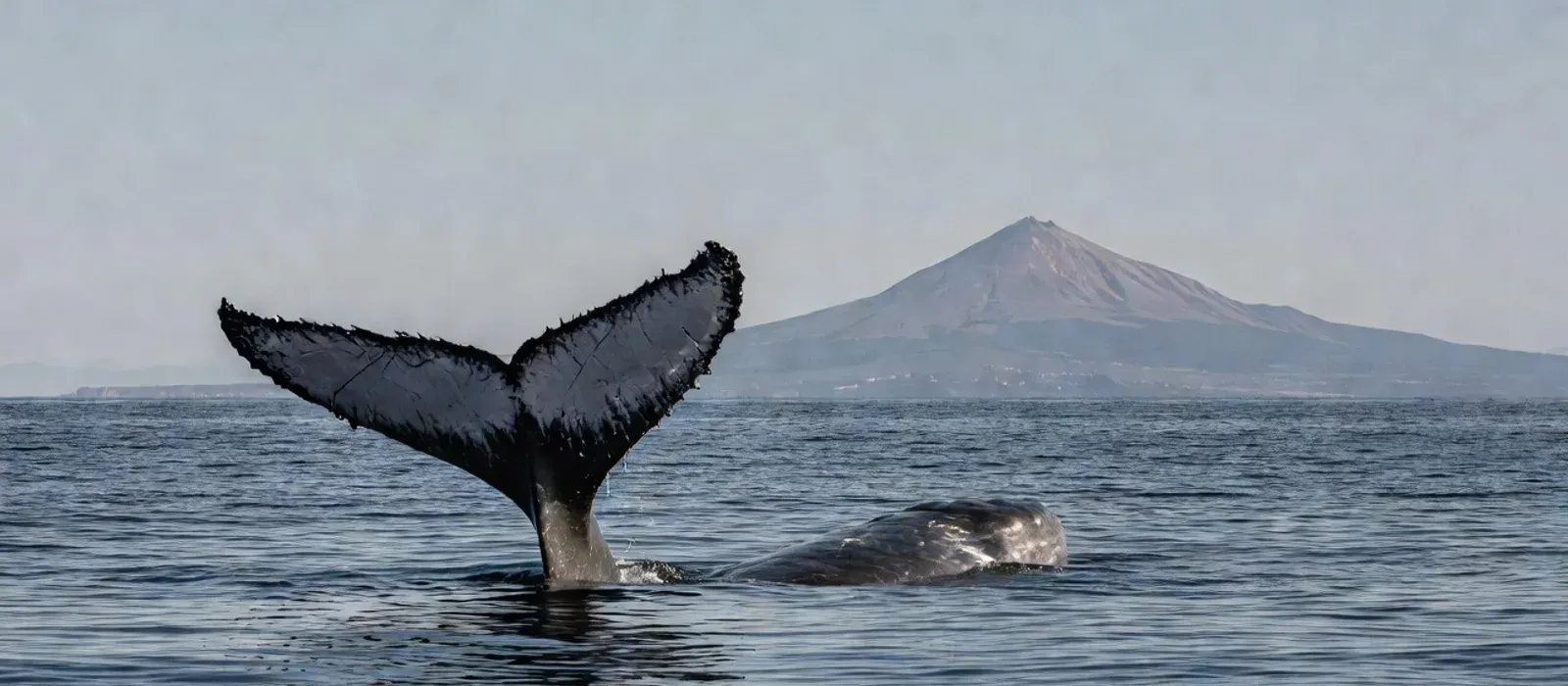 Aerial view of humpback whales and dolphins in Hawaiian waters on Maui whale watching tours