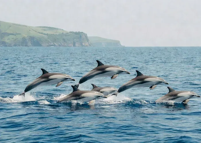 Watching Whales and Dolphins on Terceira Island whale watching Azores