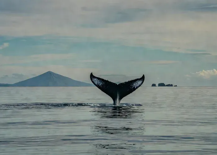 Whale and Dolphin Watching Tour on Pico Island whale watching Azores