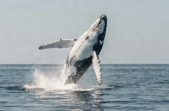 Breach — humpback whale breach behavior in Maui