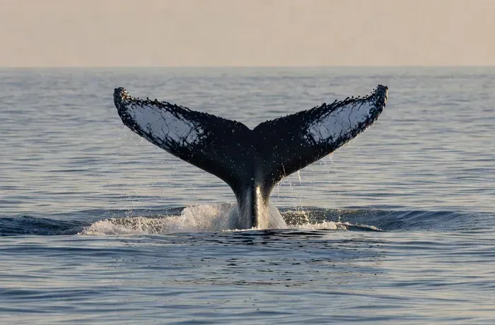 Fluke-Up Dive — humpback whale fluke-up dive behavior in Maui