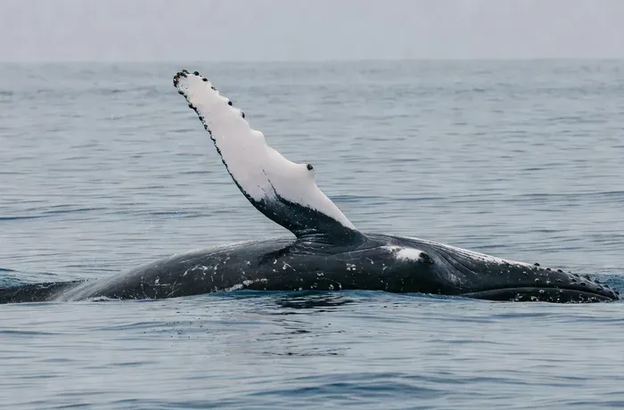 Pectoral Slap — humpback whale pectoral slap behavior in Maui