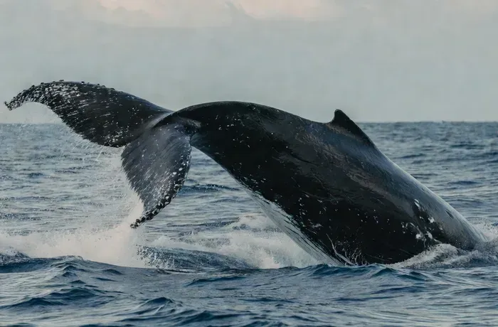 Peduncle Throw — humpback whale peduncle throw behavior in Maui