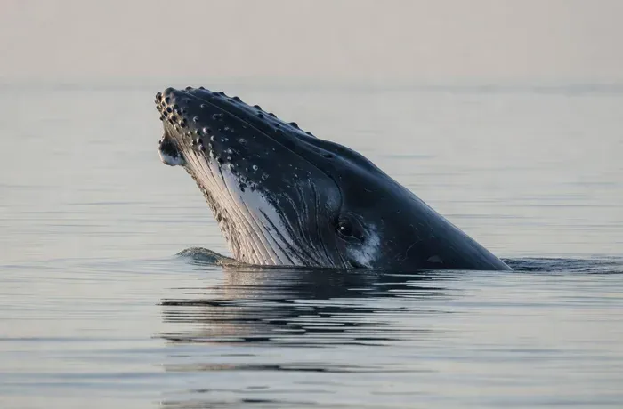 Spy Hop — humpback whale spy hop behavior in Maui
