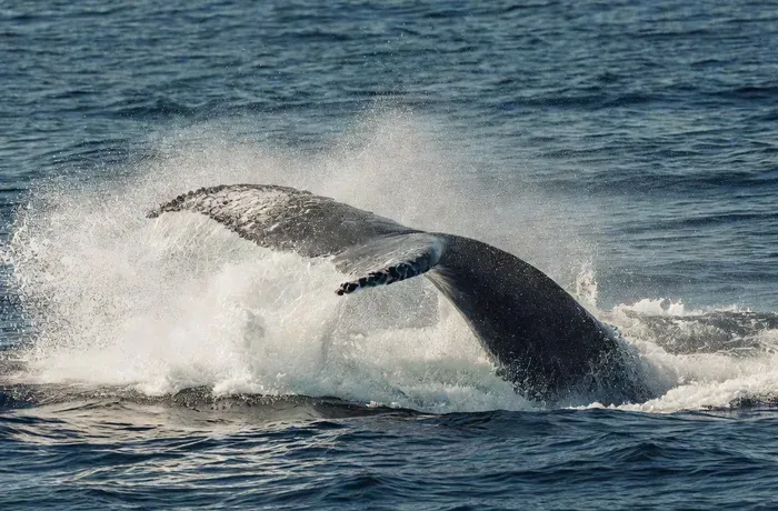 Tail Slap — humpback whale tail slap behavior in Maui