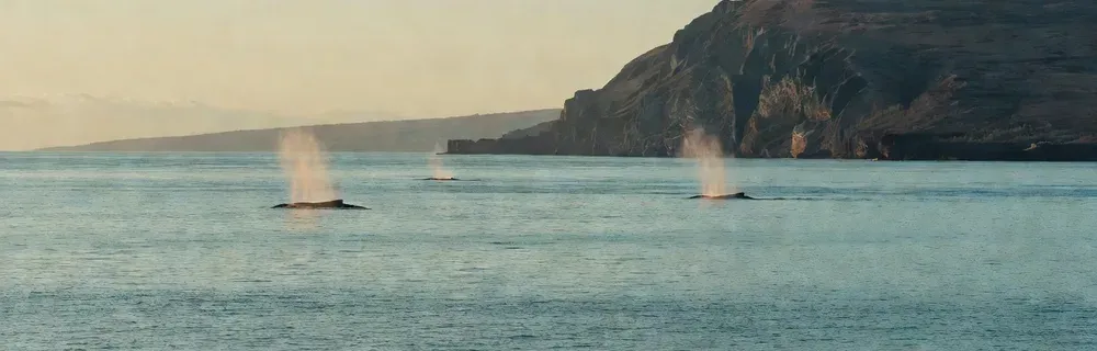Humpback whale spouts visible across Maui's ocean in peak whale watching season