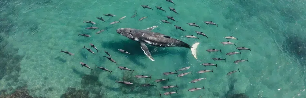 Aerial view of humpback whales and dolphins in Hawaiian waters on Maui whale watching tours
