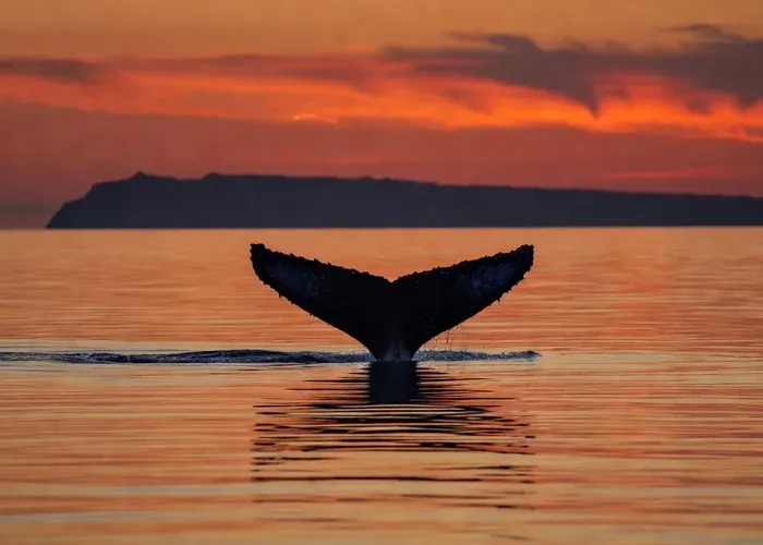 Whale Watching on Big Island – catamaran guarantee whale watching Big Island