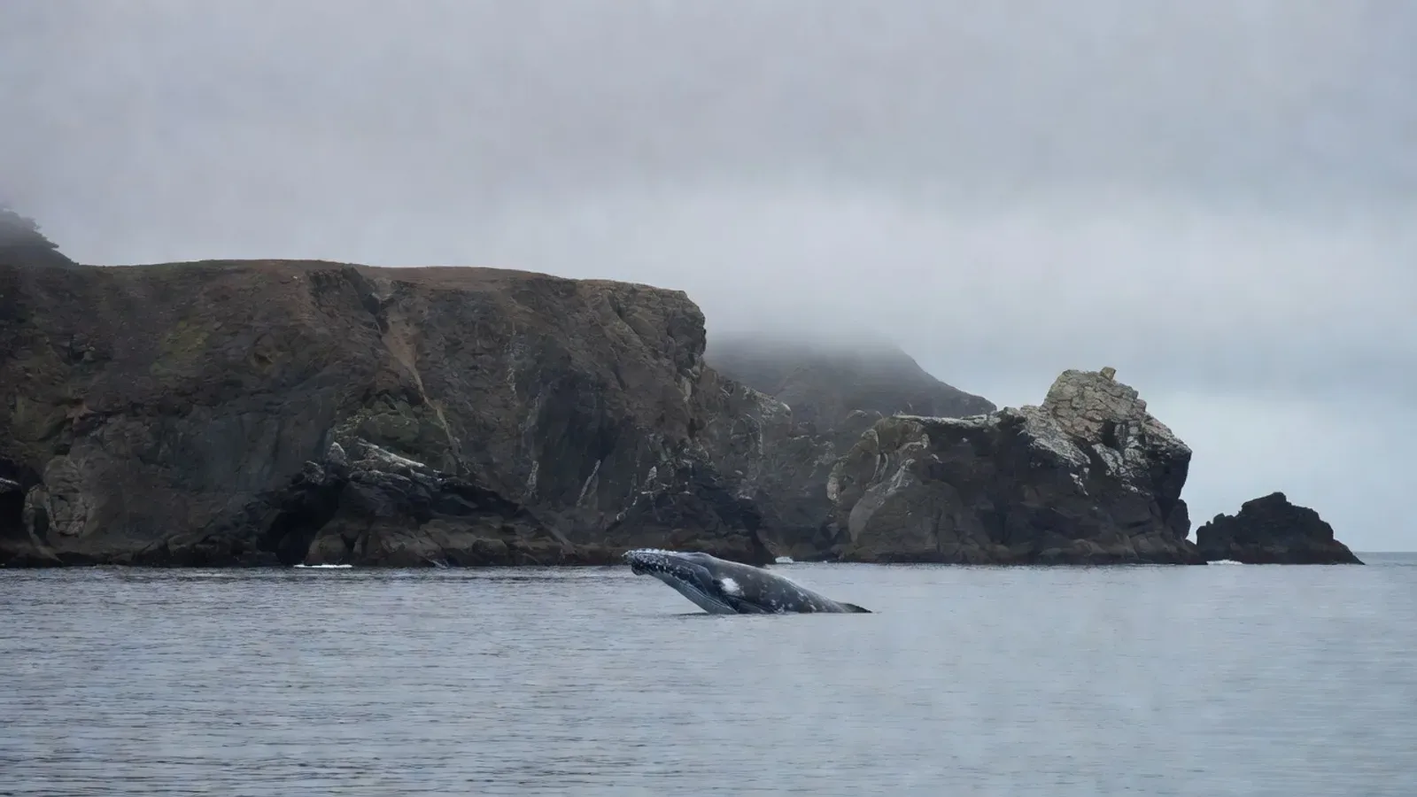 Bodega Bay, California — a dog-friendly coastal town where dogs and their owners can enjoy wildlife walks along the shoreline near whale watching areas