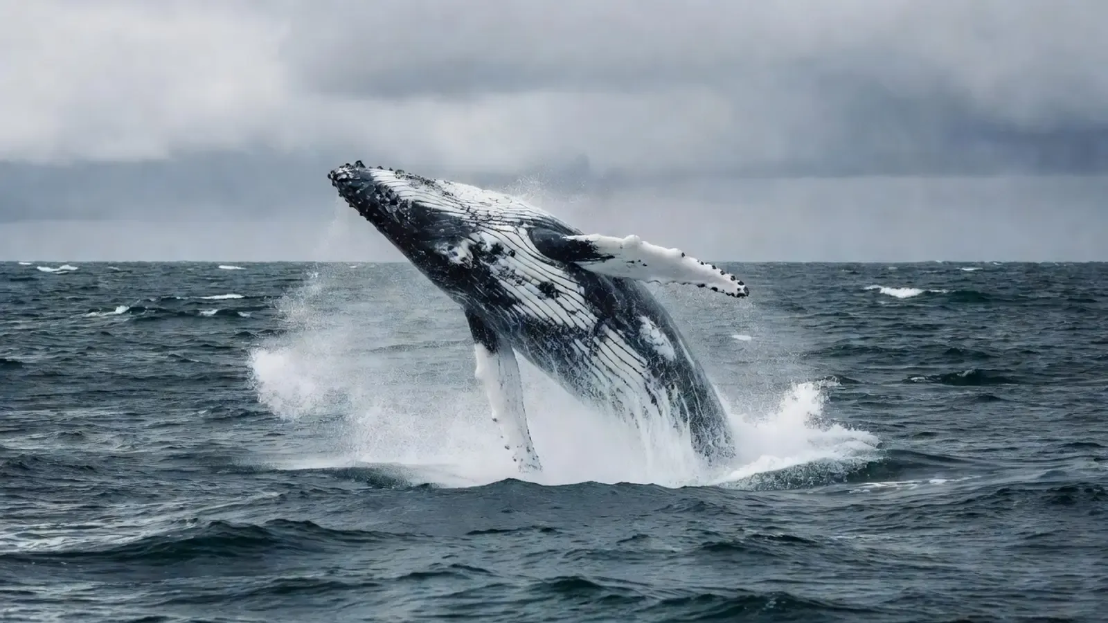 Aerial view of humpback whales and dolphins in Hawaiian waters on Maui whale watching tours