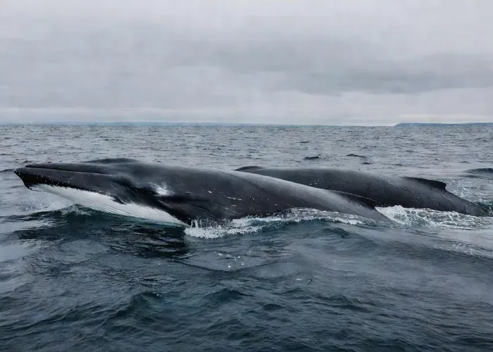 Whale watching boat heading offshore from Boston — New England tours run 3.5–4 hours to reach the offshore feeding banks
