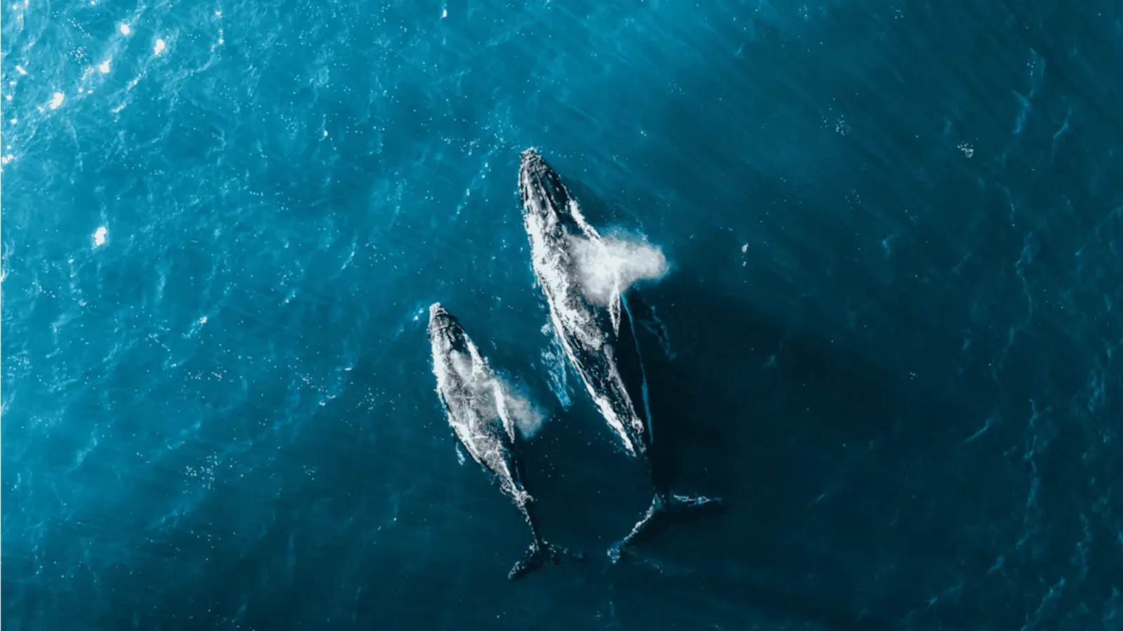 Aerial view of humpback whales and dolphins in Hawaiian waters on Maui whale watching tours