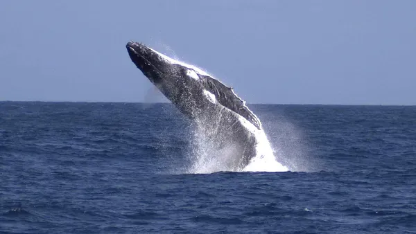 Moreton Island: Tangalooma Day Trip & Whale Watching Cruise whale watching Brisbane