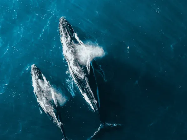 Brisbane: Whale Watching and Marine Life Helicopter Tour whale watching Brisbane