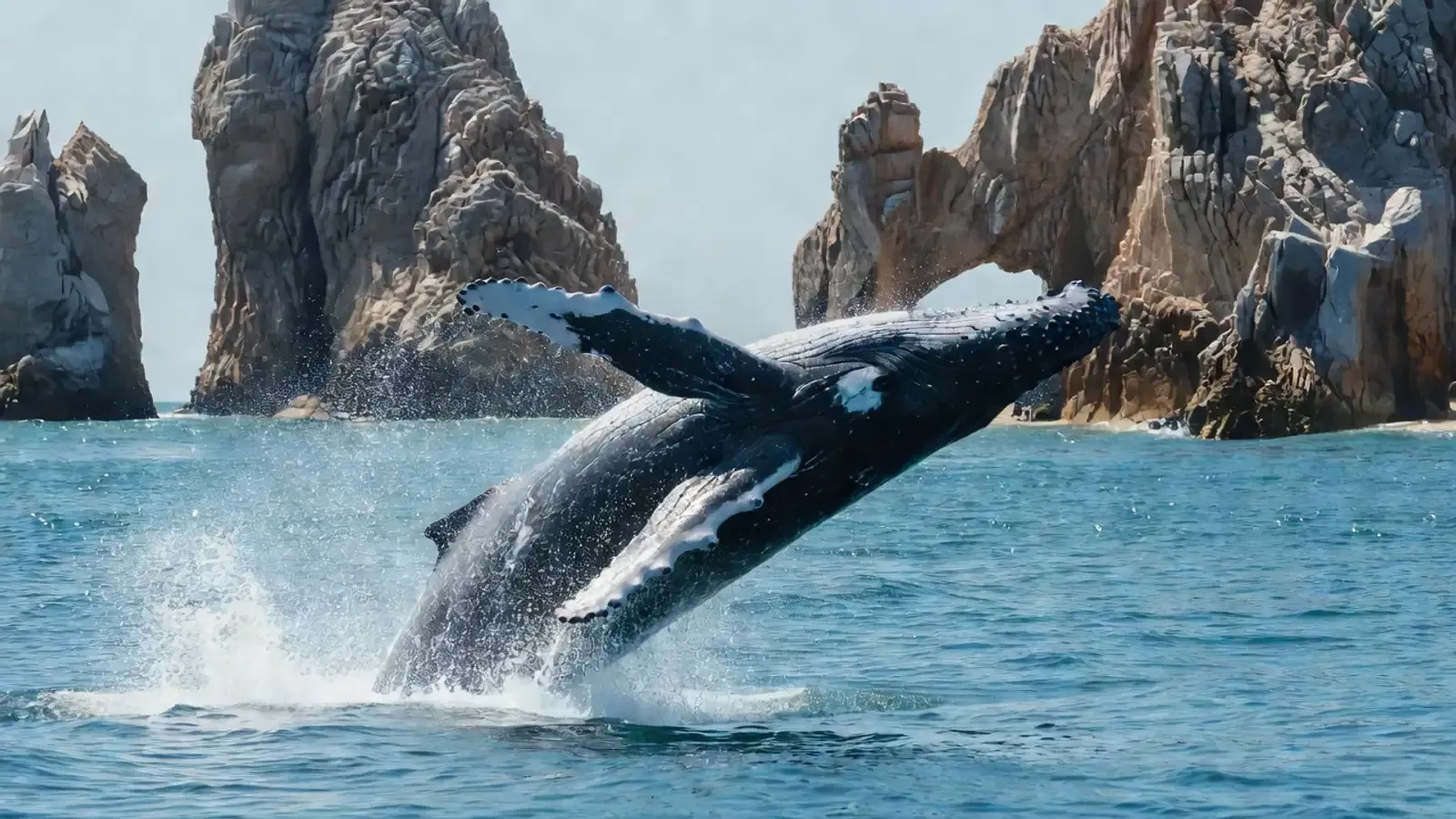 Aerial view of humpback whales and dolphins in Hawaiian waters on Maui whale watching tours