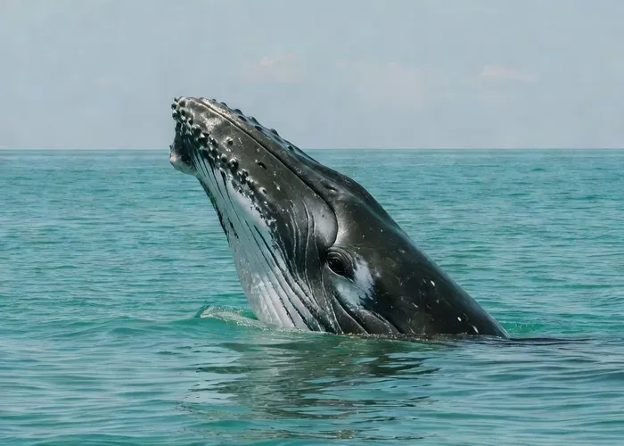 Private whale watching charter boat off Cabo San Lucas — booking a private vessel is the most reliable way to bring a dog on a whale watching tour