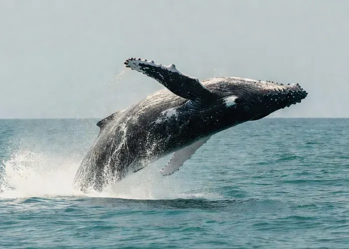ZODIAC Whale Watch | Cabo | Biologist | FREE Pics whale watching Cabo San Lucas