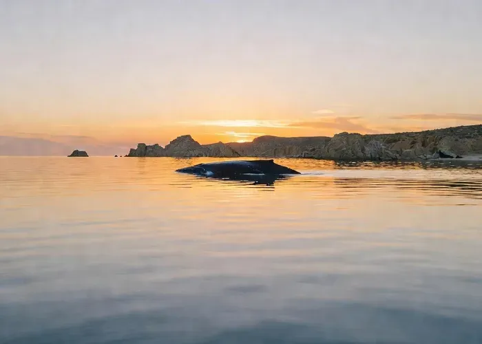 Educational Sunrise Whale Watching with Photos whale watching Cabo San Lucas