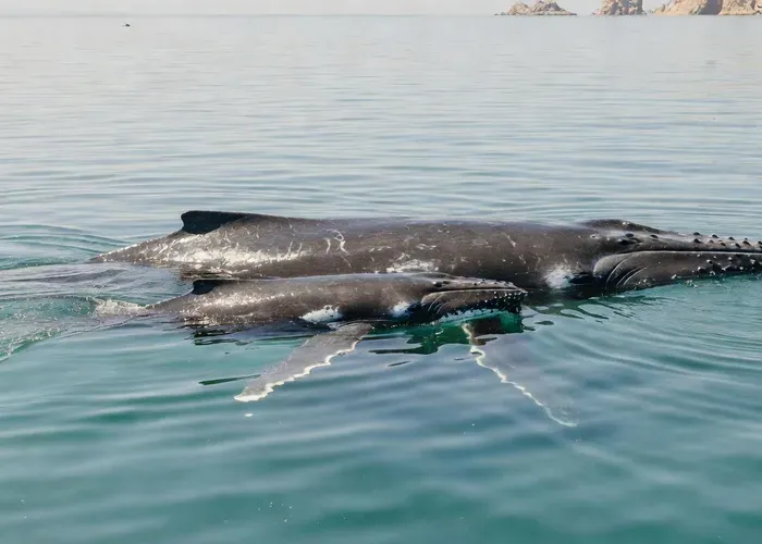 Small-Group Humpback Whale-Watching (max 12, biologist) whale watching Cabo San Lucas