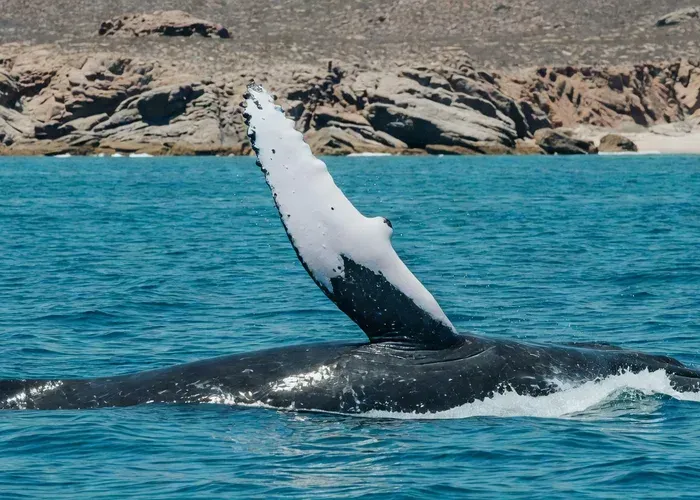 Cabo Small-Group Whale Watching: Hear the Whales whale watching Cabo San Lucas