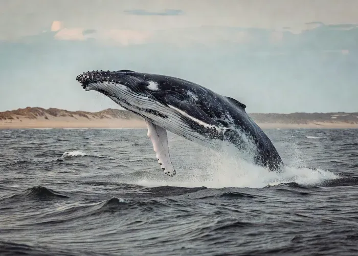 Provincetown Whale Watching Cruise whale watching Cape Cod