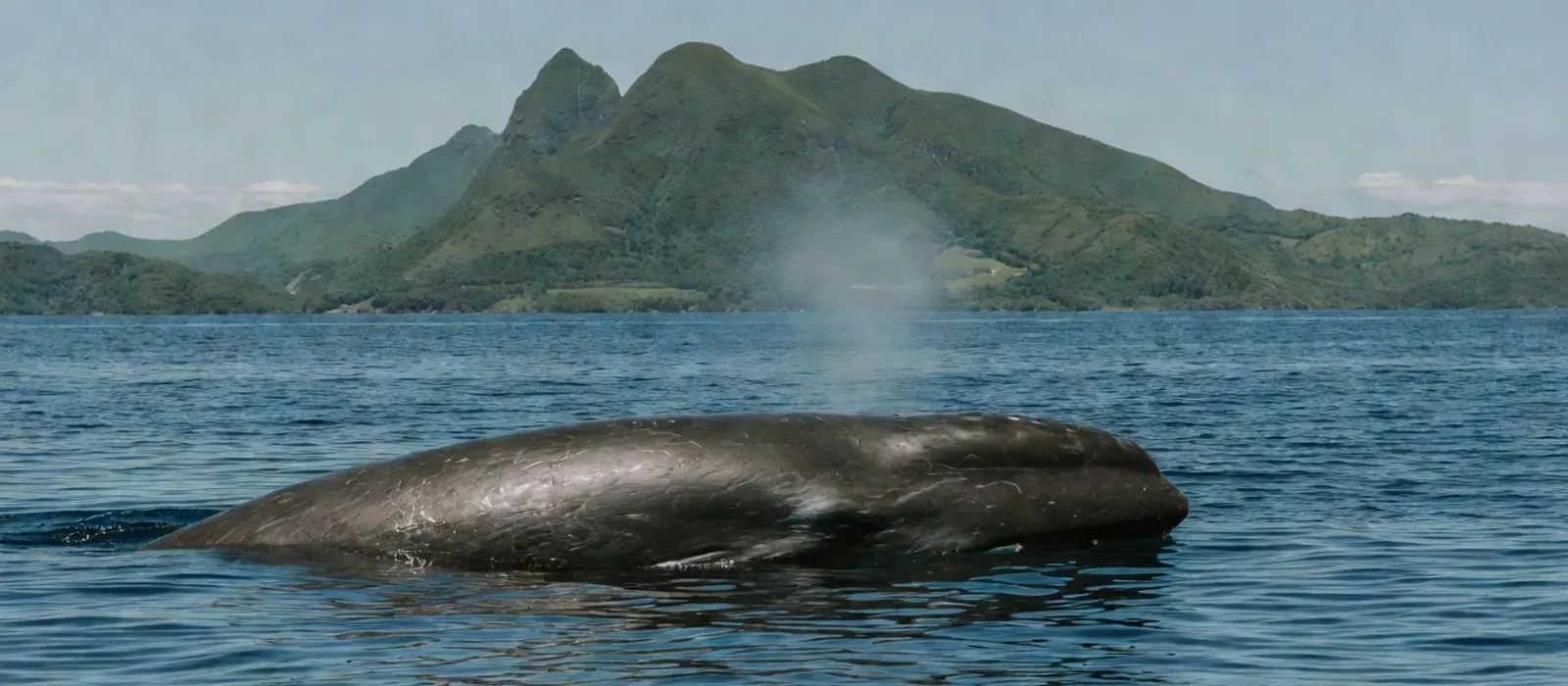 Aerial view of humpback whales and dolphins in Hawaiian waters on Maui whale watching tours