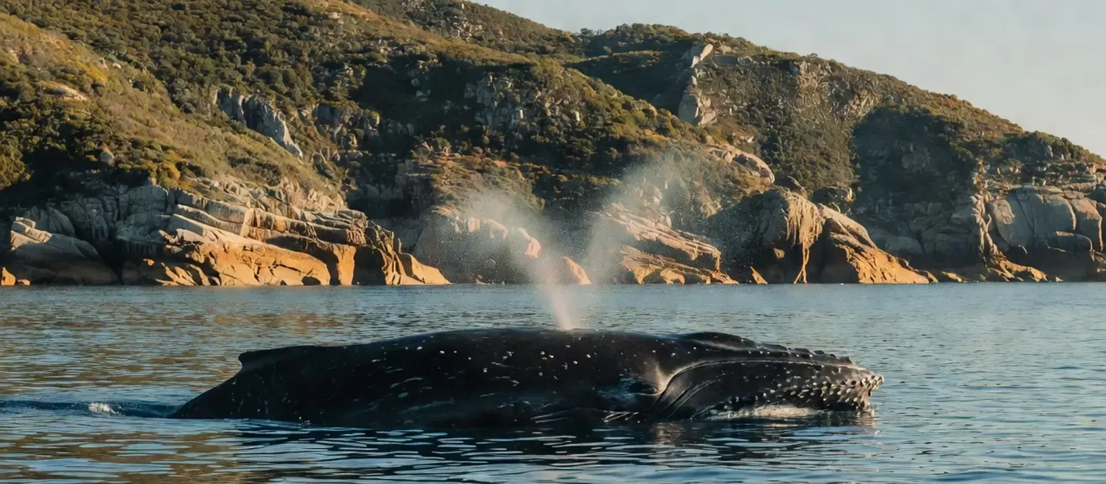 Aerial view of humpback whales and dolphins in Hawaiian waters on Maui whale watching tours