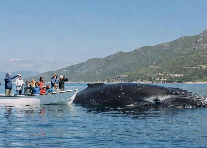Hermanus: Whale and Dolphin Watching Boat Trip whale watching Hermanus