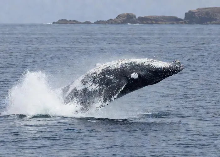Hermanus: Boat Based Whale Watching Experience whale watching Hermanus