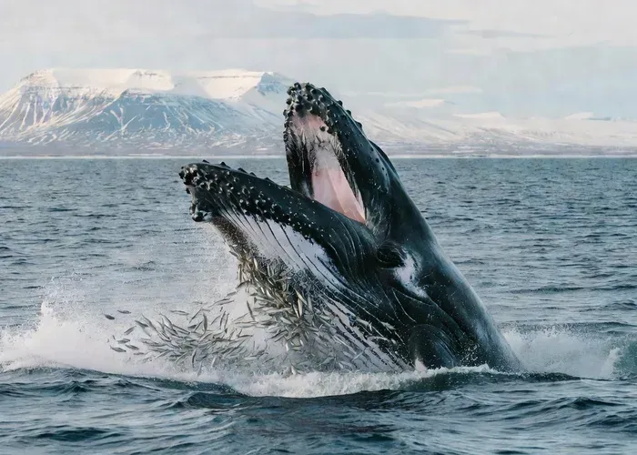 Whale watching tour group in Húsavík, Iceland — passengers in warm layered gear and exposure suits on an Arctic whale watching boat