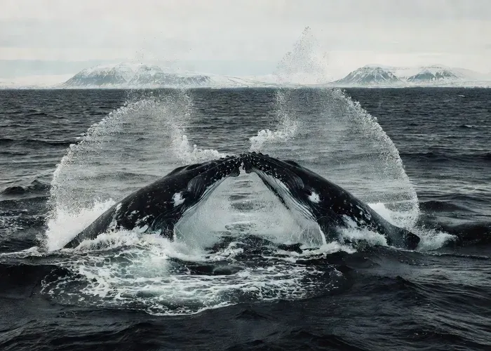 Húsavík: Whale Watching Tour with Guide whale watching Húsavík