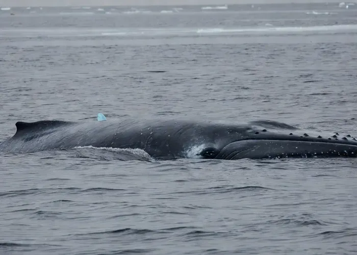 Húsavík: Whale Watching Tour, Family Run with Indoor Seats whale watching Húsavík