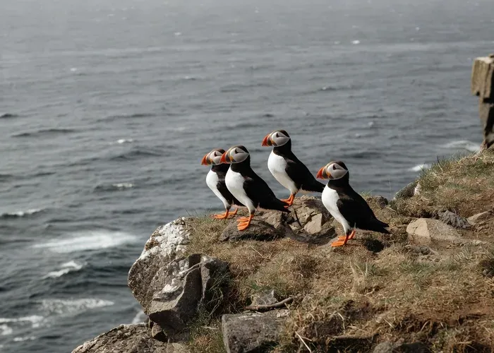 Húsavík: Whale-Watching Cruise and Puffins Guided Tour whale watching Húsavík