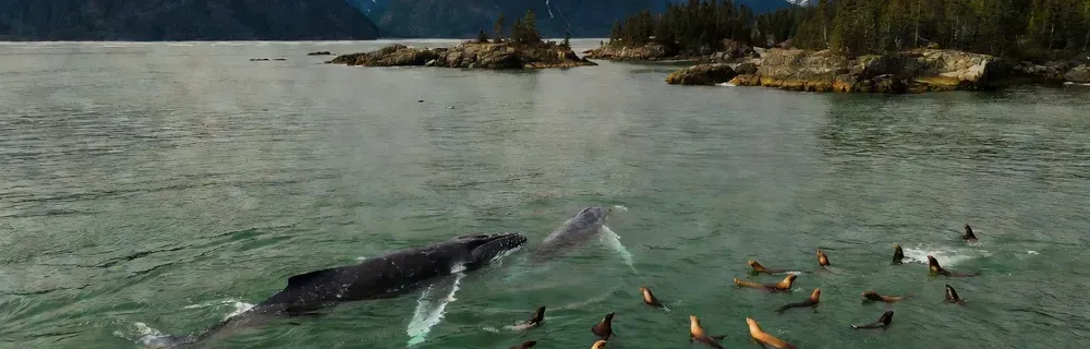 Aerial view of humpback whales and dolphins in Hawaiian waters on Maui whale watching tours