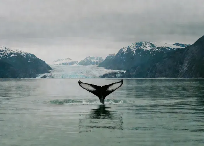 Juneau: Mendenhall Glacier Waterfall & Whale Watching whale watching Juneau