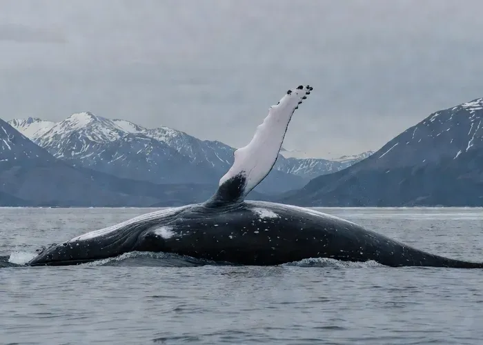 Juneau: 3.5-Hour Small Group Whale Watching whale watching Juneau