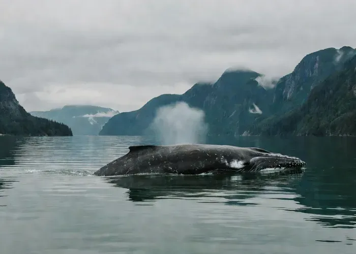 Icy Strait Point: Whale Watch with Drone Filmography whale watching Juneau