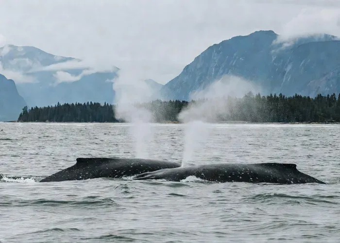 Juneau Wildlife Whale Watching – Alaska Tales whale watching Juneau