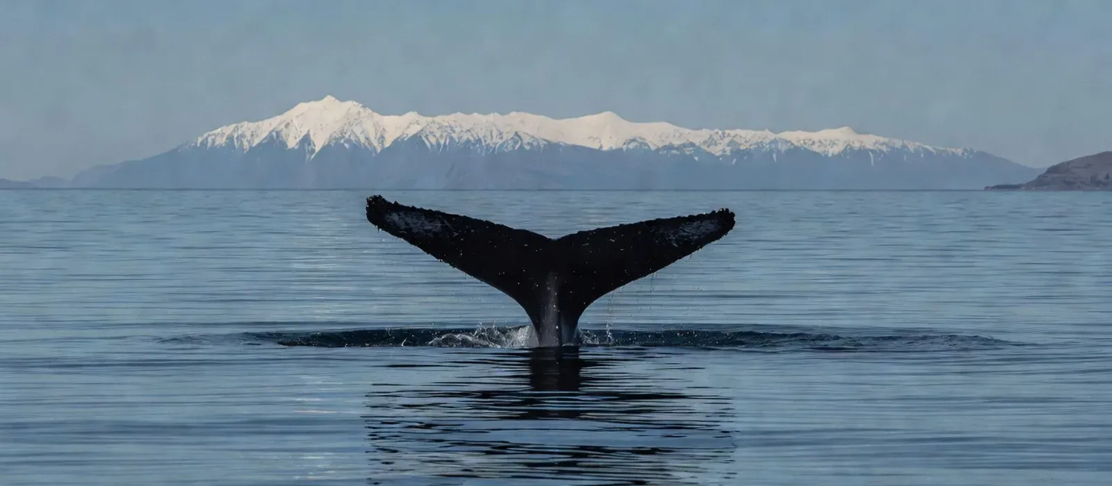 Aerial view of humpback whales and dolphins in Hawaiian waters on Maui whale watching tours