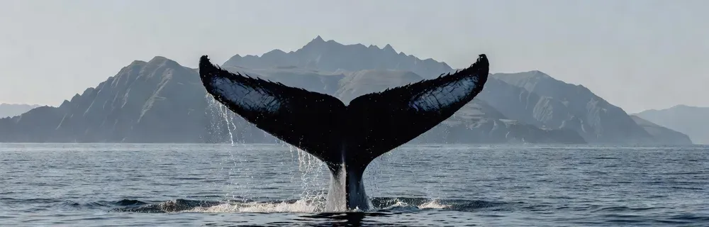 Aerial view of humpback whales and dolphins in Hawaiian waters on Maui whale watching tours