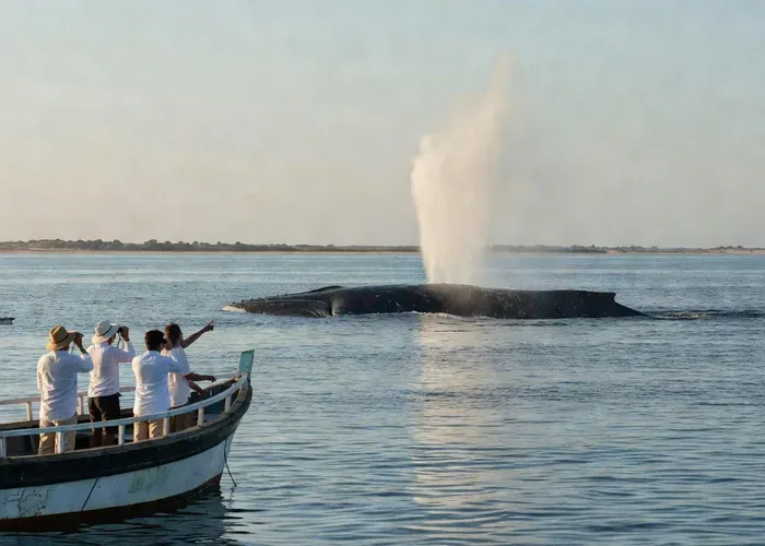 Sri Lanka: Kalpitiya Private Whale Watching with Dolphin Sighting whale watching Sri Lanka