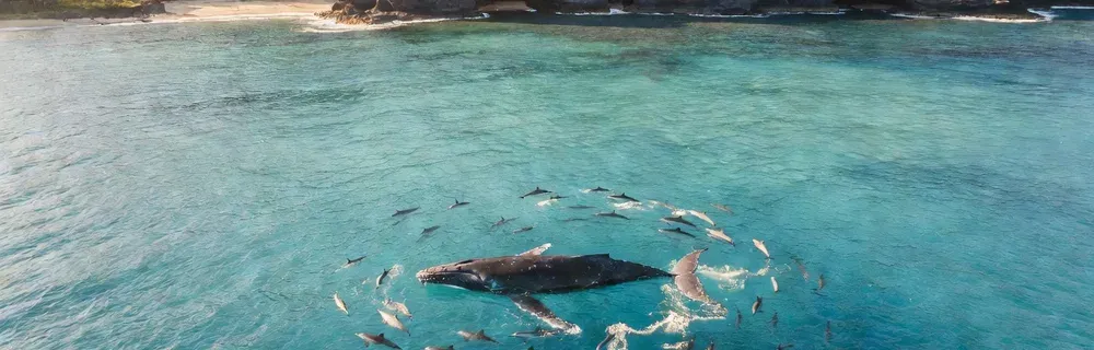 Aerial view of humpback whales and dolphins in Hawaiian waters on Maui whale watching tours