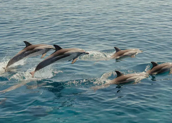 From Funchal: Whale and Dolphin Watching (with Guarantee) whale watching Madeira
