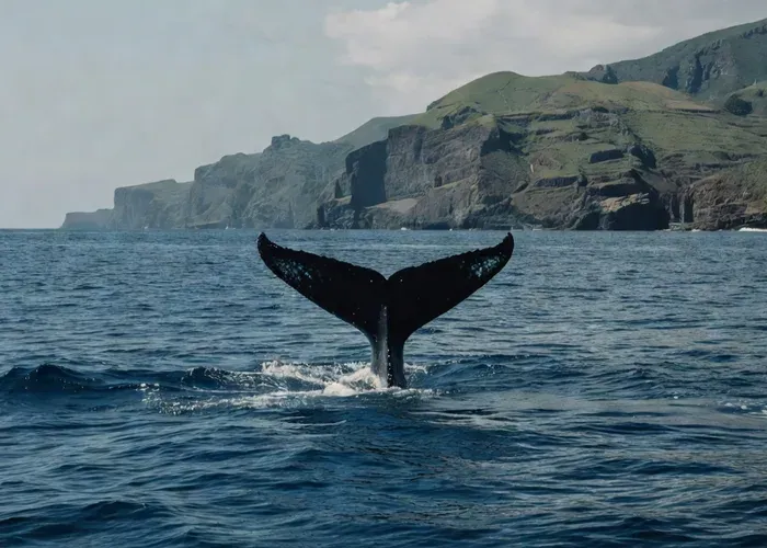 From Machico: Madeira Whale and Dolphin Watching Boat Tour whale watching Madeira