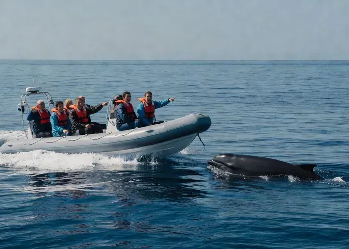 Funchal: RIB Whale Watching Cruise and Optional Dolphin Swim whale watching Madeira