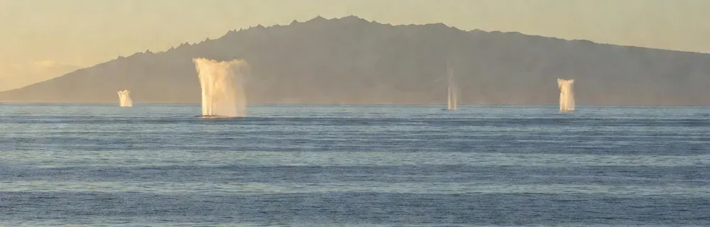 Humpback whale spouts visible across Maui's ocean in peak whale watching season