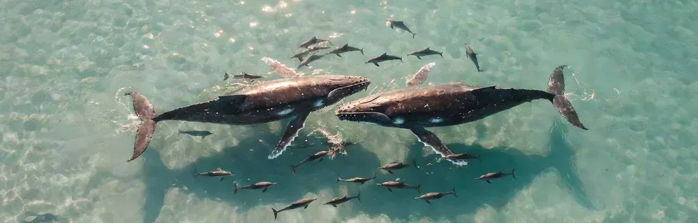 Aerial view of humpback whales and dolphins in Hawaiian waters on Maui whale watching tours