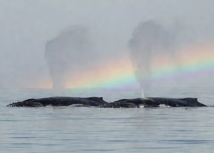 Ka'anapali Beach Whale-Watching Cruise with Open Bar whale watching Maui